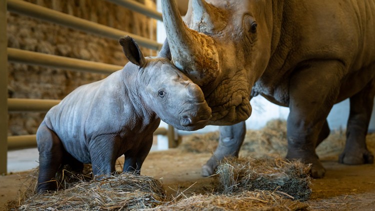 Baby white rhino born at The Wilds 