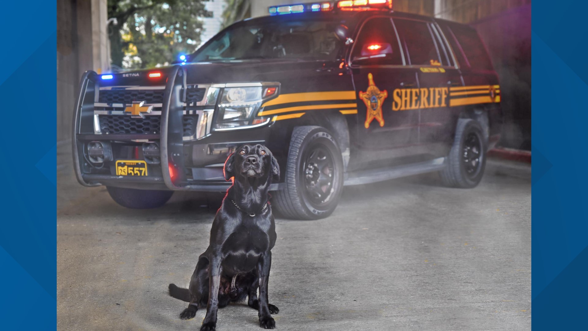 Sheriff: K-9 Ruger sniffs out thumb drive during child porn investigation |  10tv.com