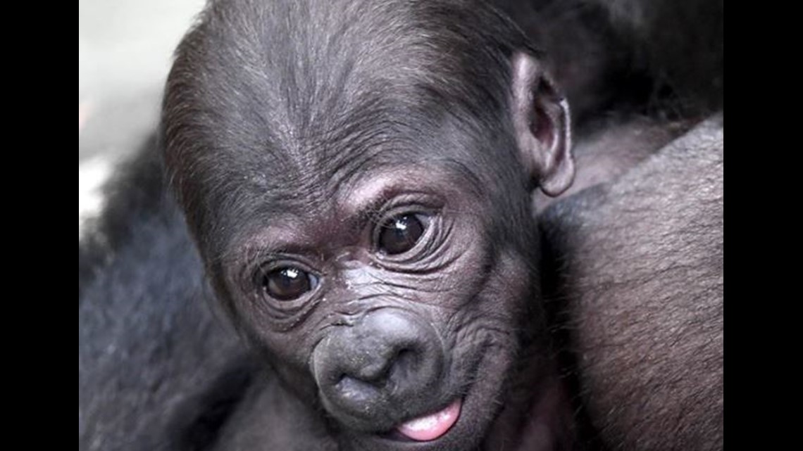 Baby Monkey Born on Fourth of July at Brookfield Zoo