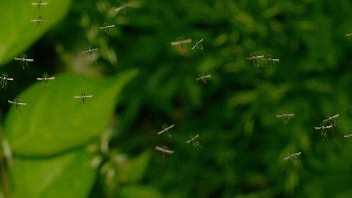 Swarms of midges appearing across central Ohio