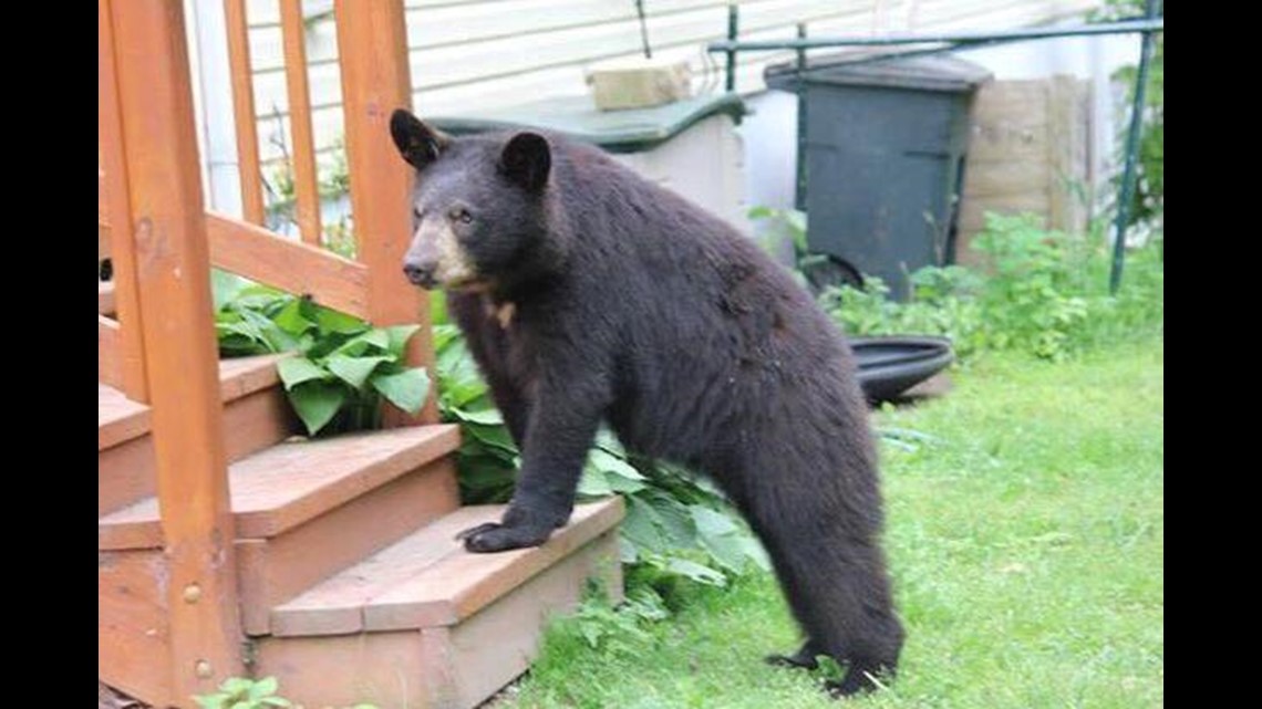 Bear Walking On Hind Legs