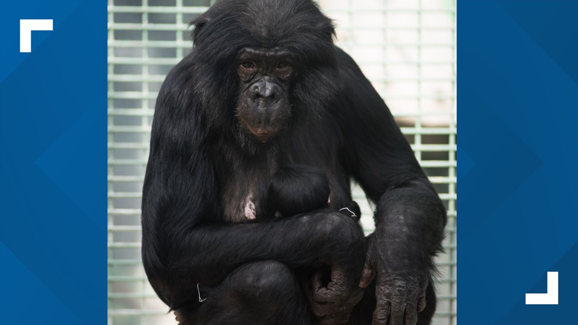 New baby mandrill born earlier this month at Columbus Zoo and Aquarium