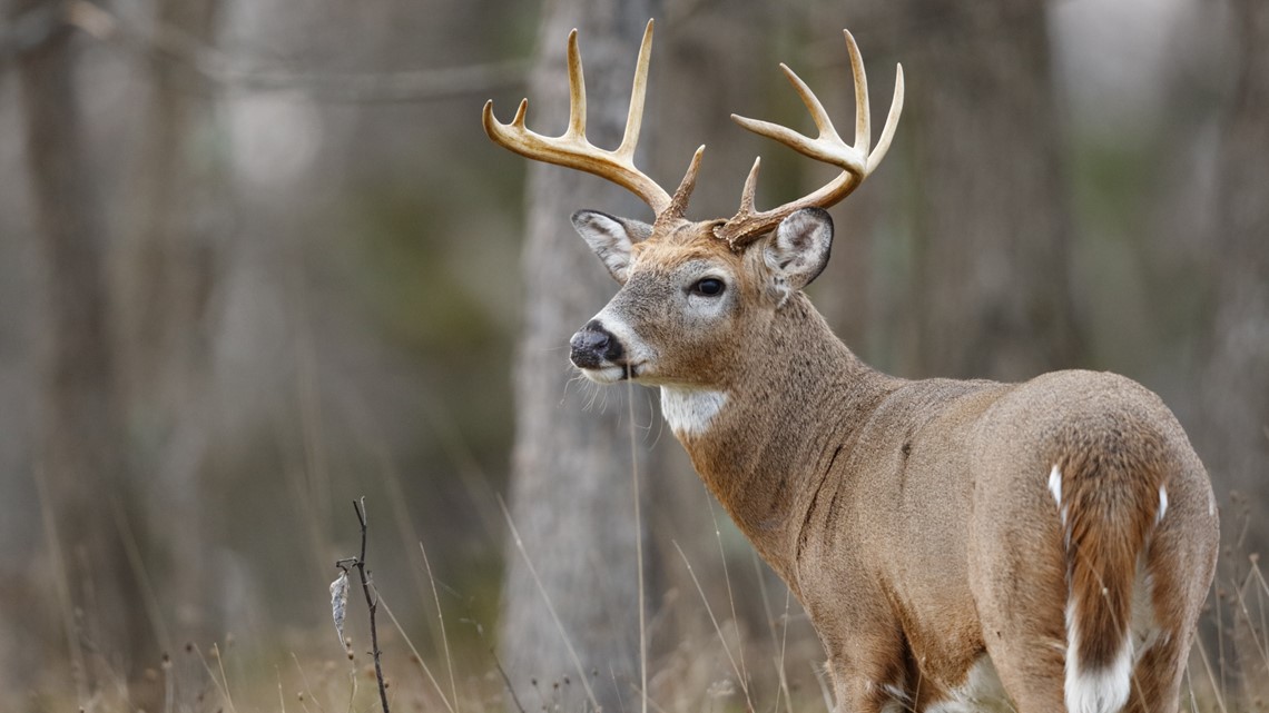 8 indicted for stealing deer meat, illegally poaching Ohio white-tailed ...