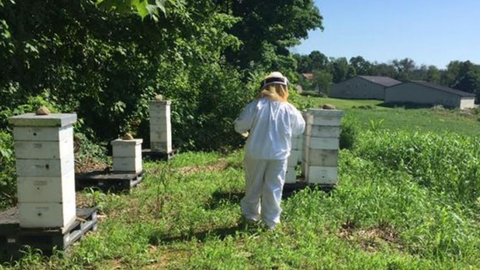 Steve Davis, the owner of Hilltop Honey Farm in East Palestine, says since the train derailment earlier this month, half of his bee colonies have dropped dead.