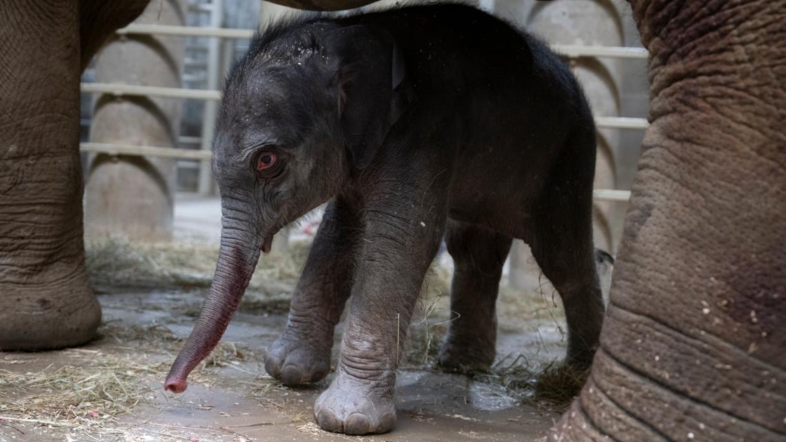 Public viewing for Columbus Zoo’s elephant calf begins Monday