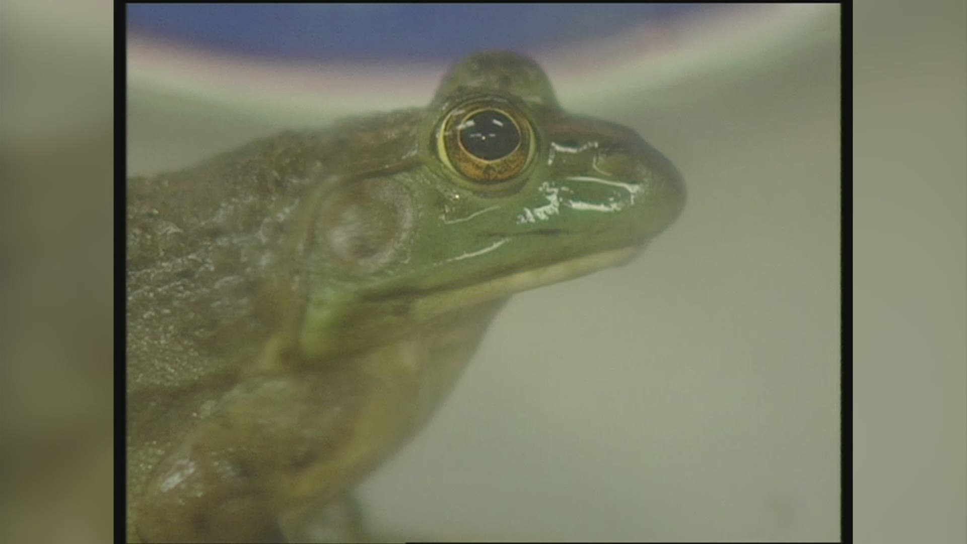 The bullfrog is the state frog of Ohio.