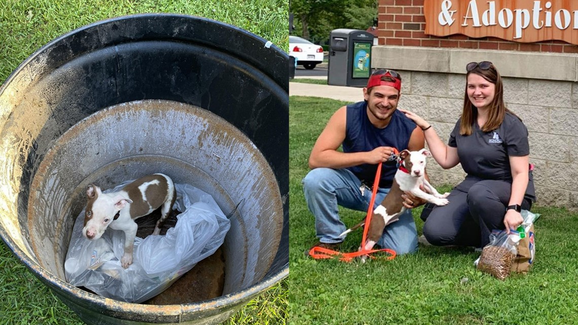 Puppy found in Columbus trash can finds 'furever' home