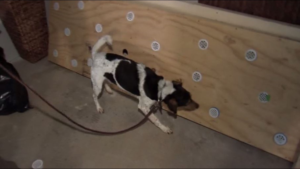 Bed bug sniffing dogs could be the best defense against infestation | 10tv.com