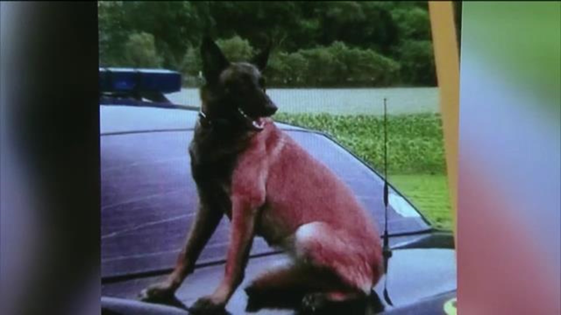 Deputy talks about search for missing K9