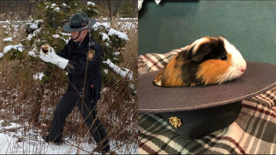 Pennsylvania trooper rescues guinea pigs from the snow after traffic