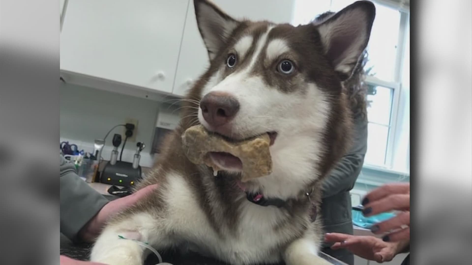 Are Bones Safe For Siberian Husky Puppies