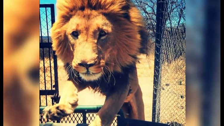 Dramatic video shows owner of animal sanctuary dragged away by lion |  
