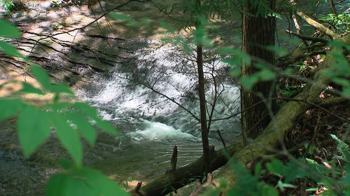 Michigan woman killed by falling tree while hiking in Hocking Hills, coroner’s office says