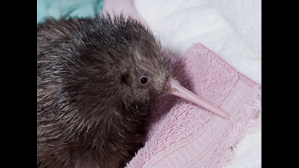 kiwi hatching