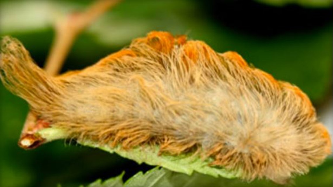 Boy touches fluffy caterpillar, gets rushed to the ER