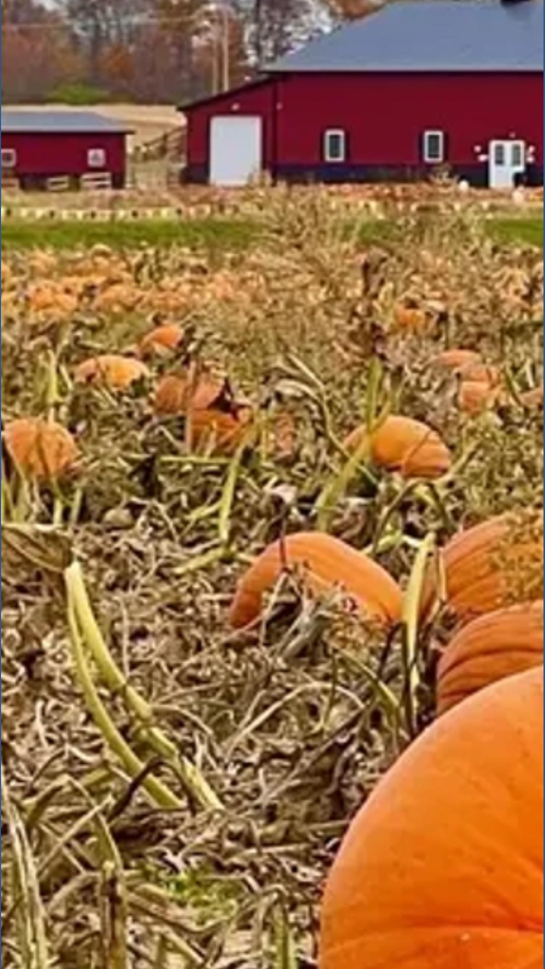 Lehner's Pumpkin Farm tops USA Today's 10Best list | 10tv.com
