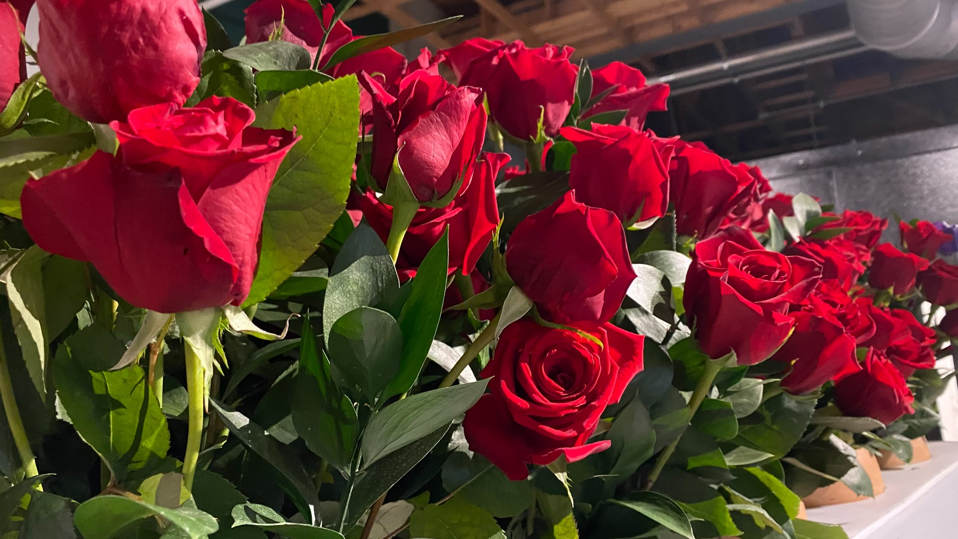 Experts say the cost of labor is helping to drive up the price of roses.