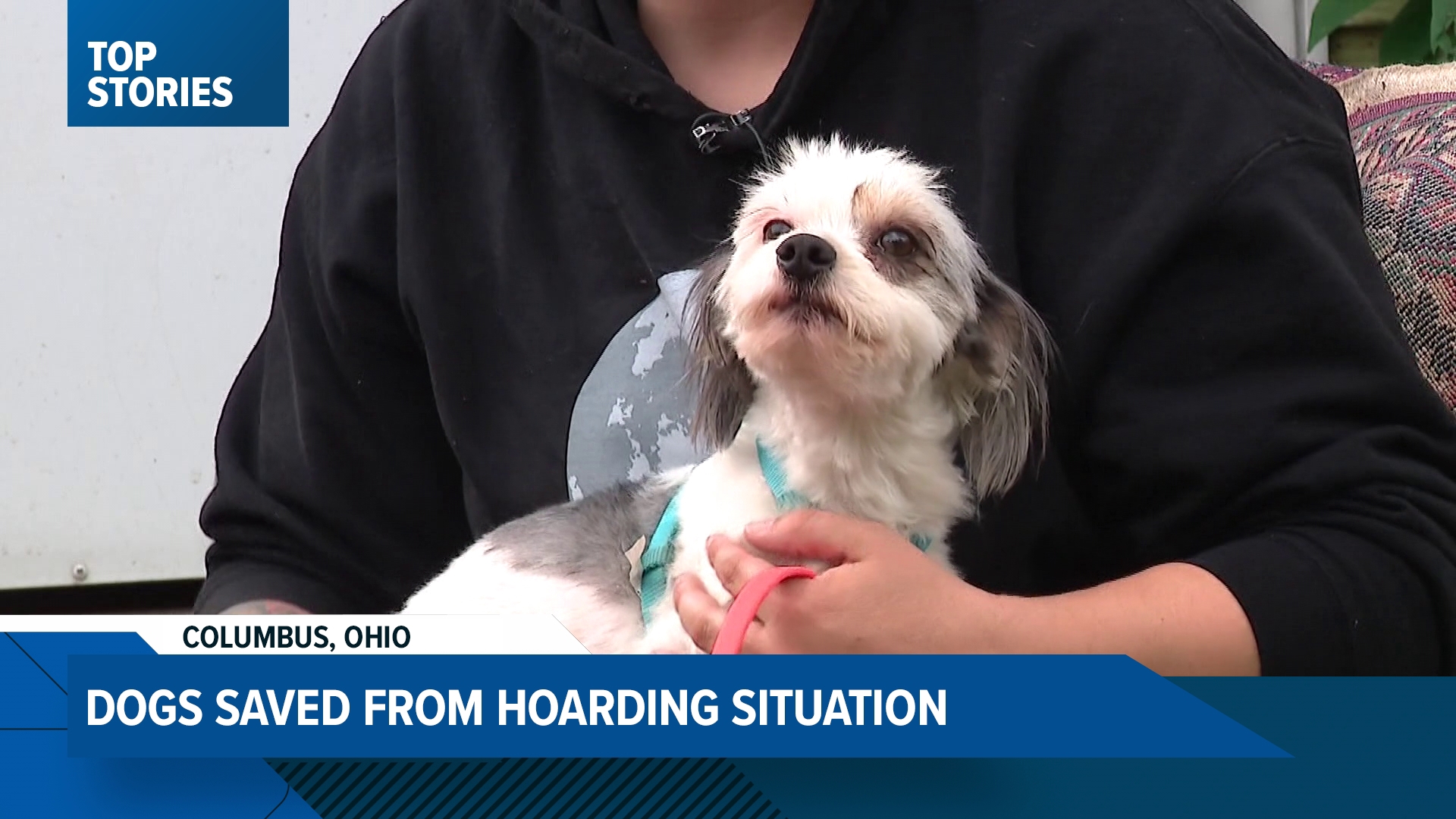 The nonprofit said the dogs came to them in poor condition.