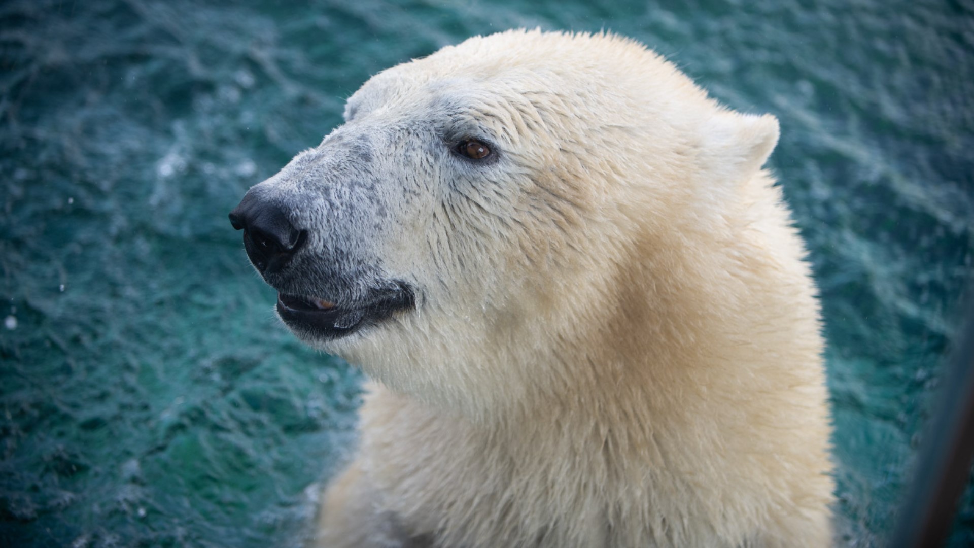 The Columbus Zoo said the 15-year-old polar bear started showing unusual behavior in early September.