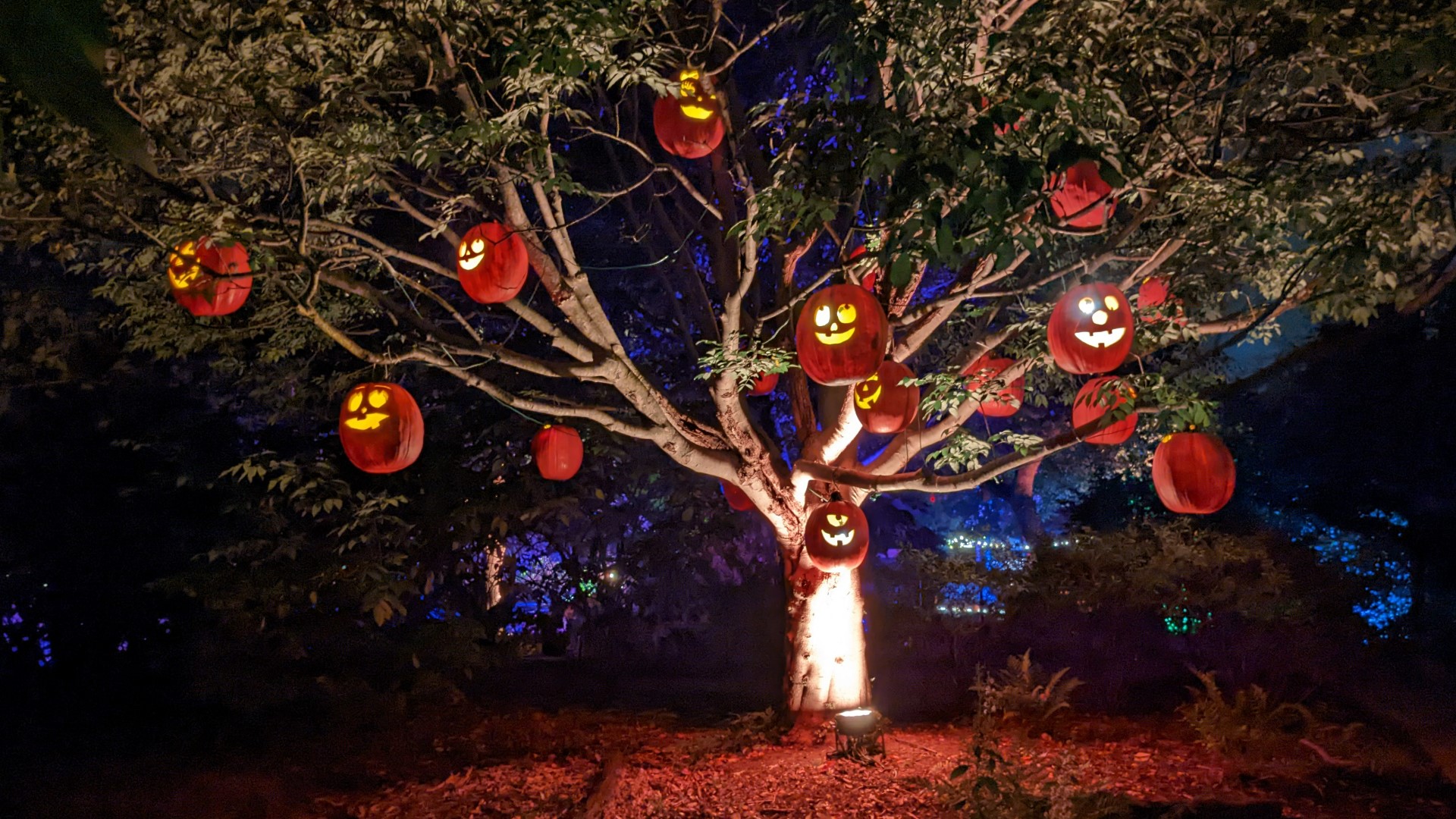 Pumpkins Aglow returns to Franklin Park Conservatory