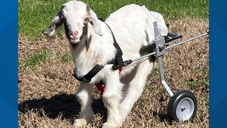 Georgia goat with spinal disability enjoys new life on wheels