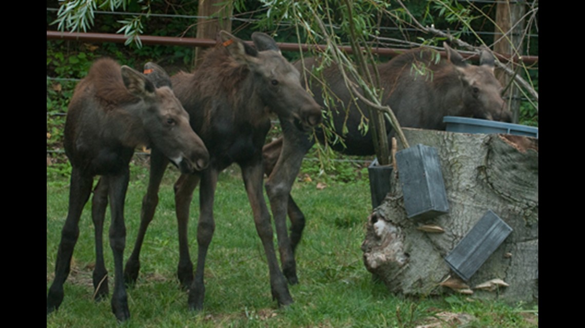 Orphaned Alaskan Moose Calves Now On Display At Columbus Zoo(02)