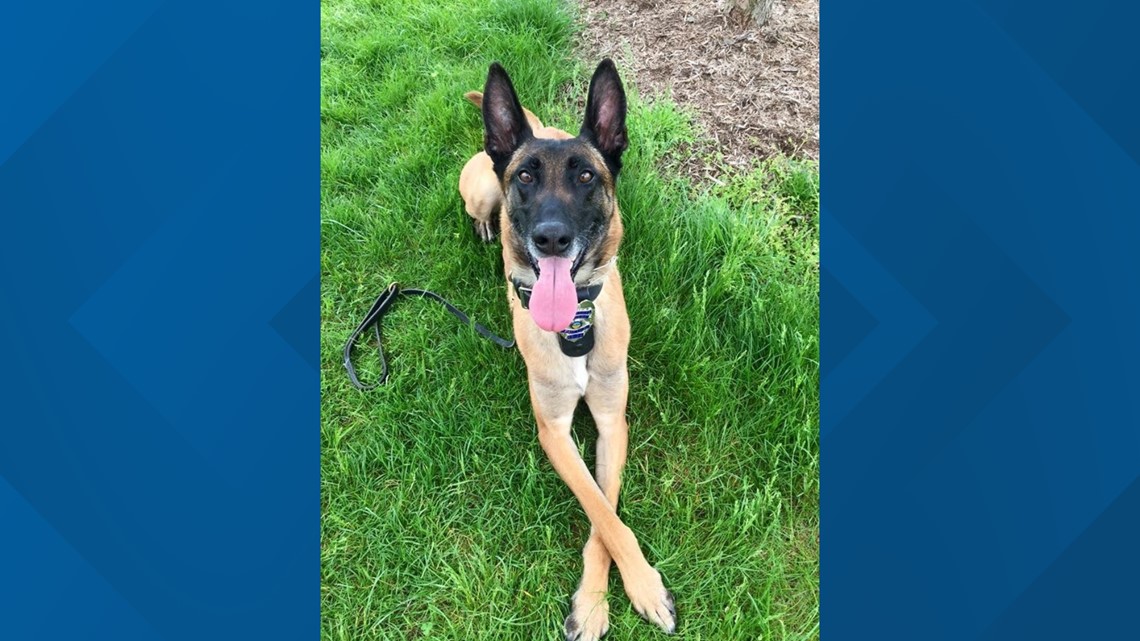Newark police K9 Ike dies of natural causes - Vimarsana News