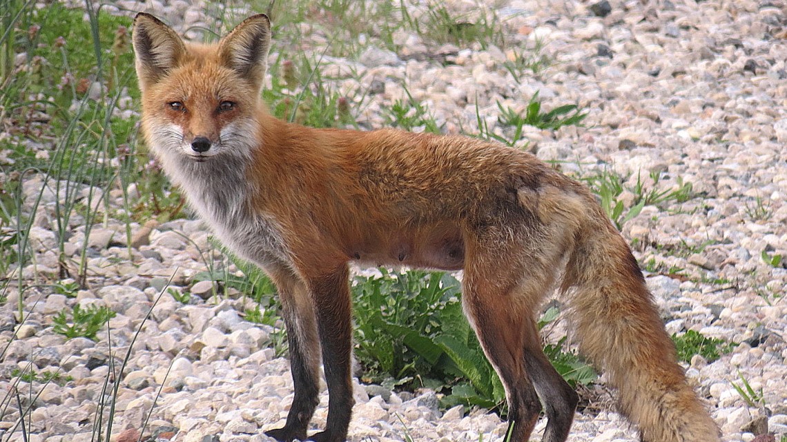 ODNR provides tips for landowners who find wild animal with mange ...