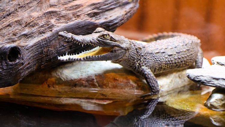 Newport Aquarium welcomes 3 baby crocodiles