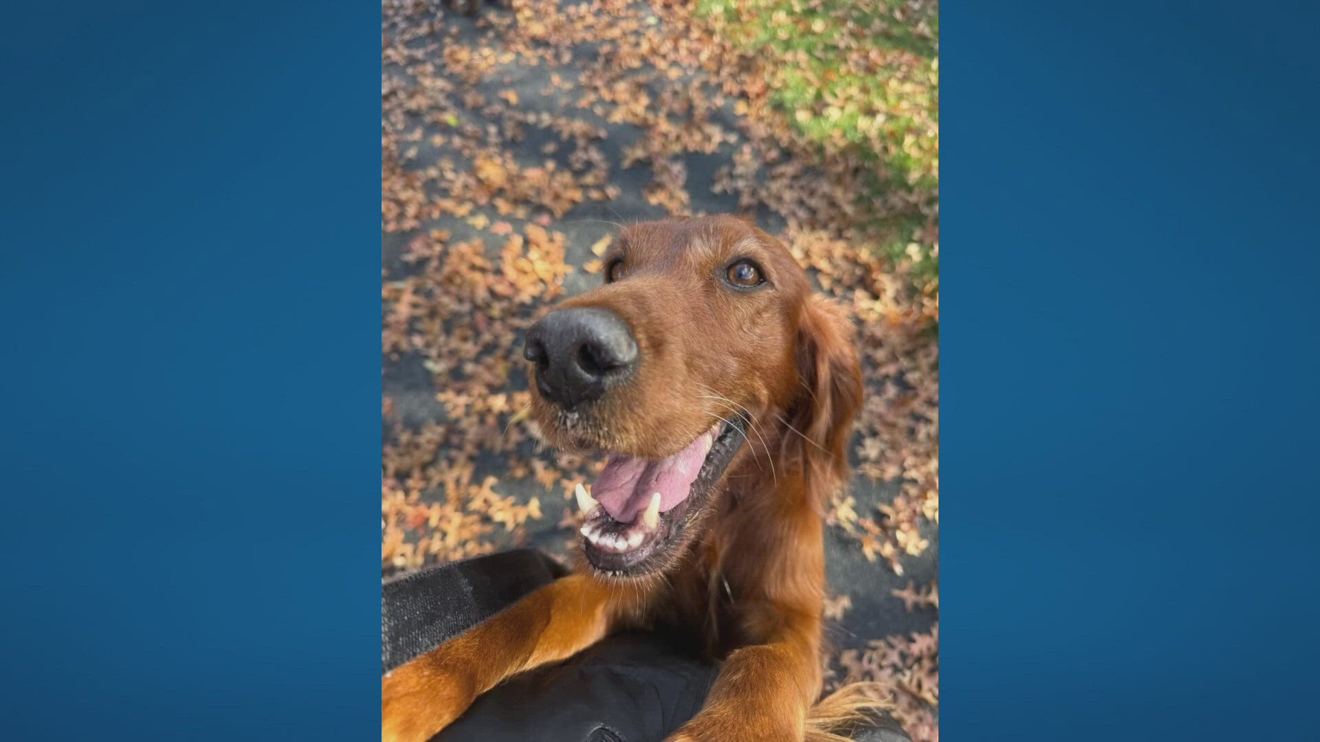 Humane Society of Delaware County celebrates as all dogs find foster ...
