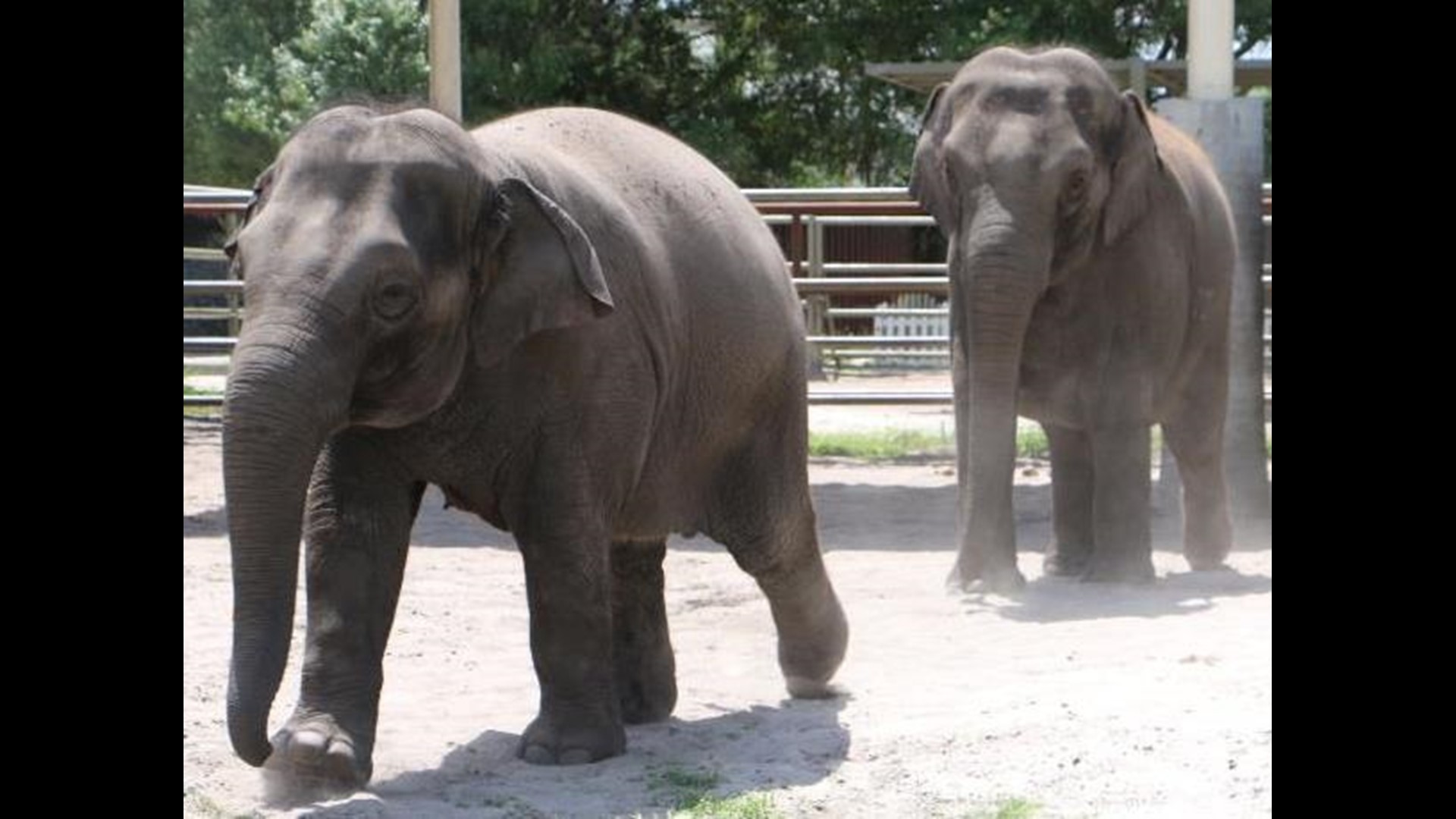 Two Florida elephants pack their trunks, move to Columbus Zoo