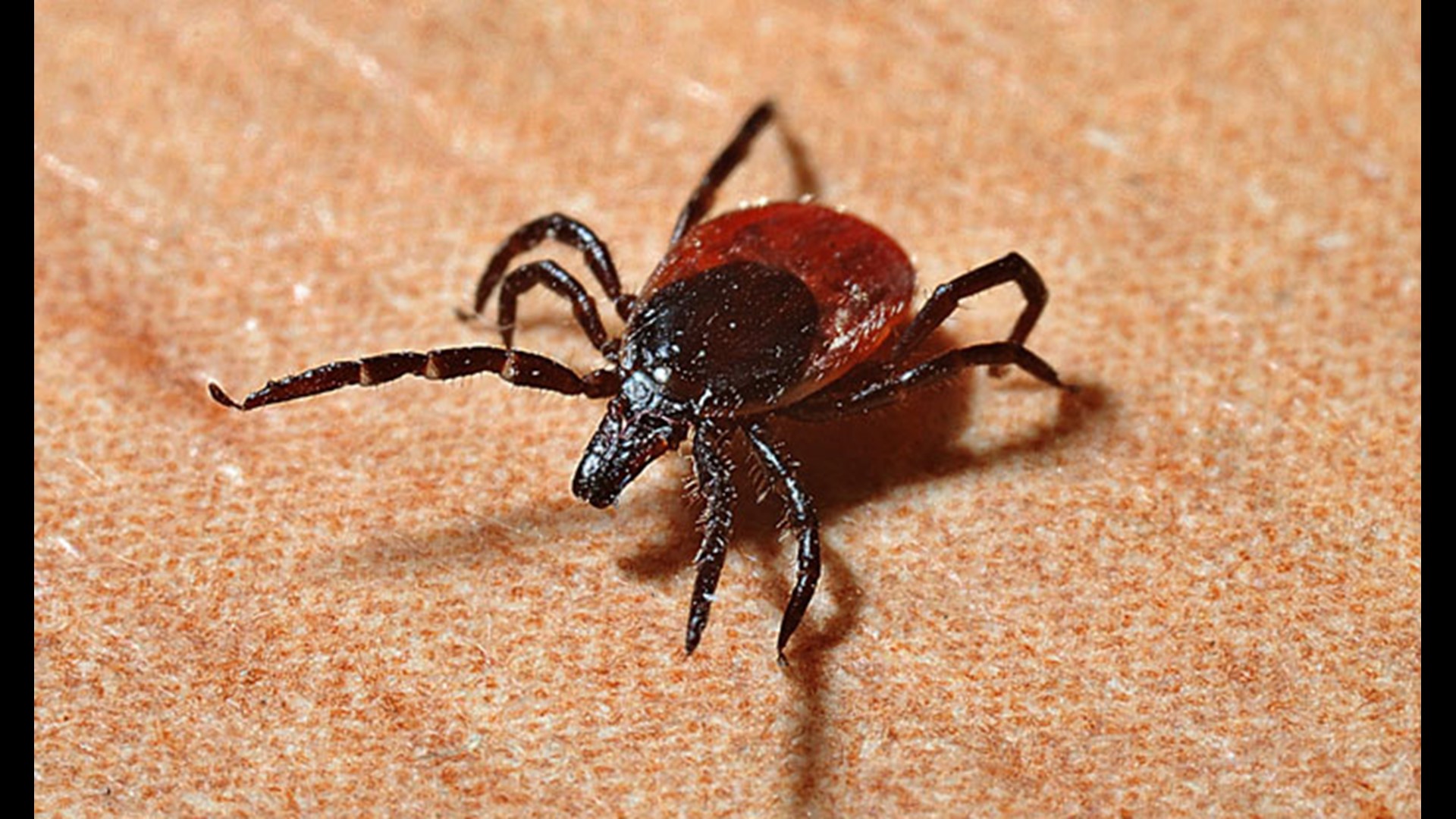 Ohio officials say tickborne Lyme Disease still a threat