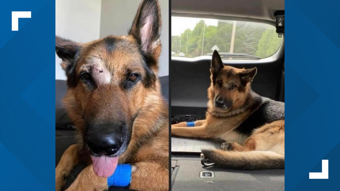 Can You Shoot A Dog In Ohio