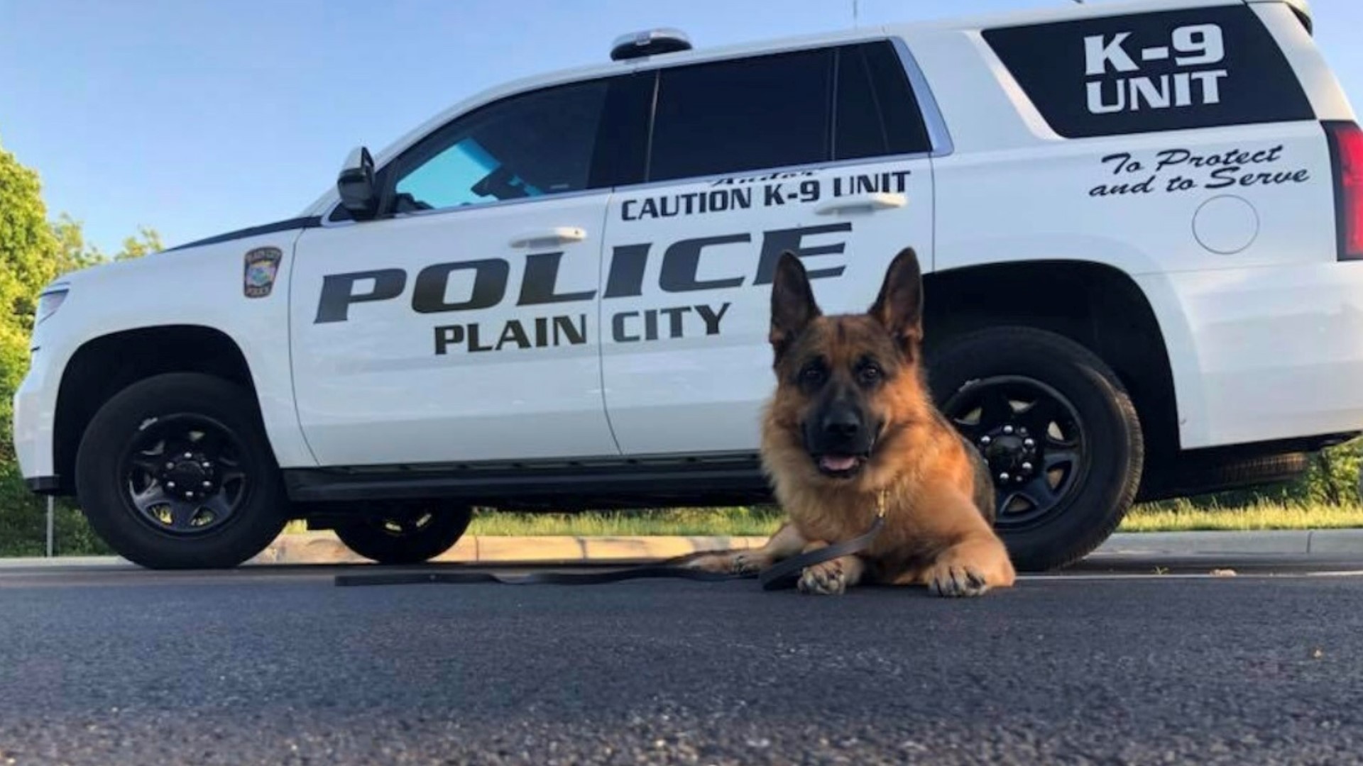 Plain City police K9 dies after being diagnosed with lymphoma | 10tv.com