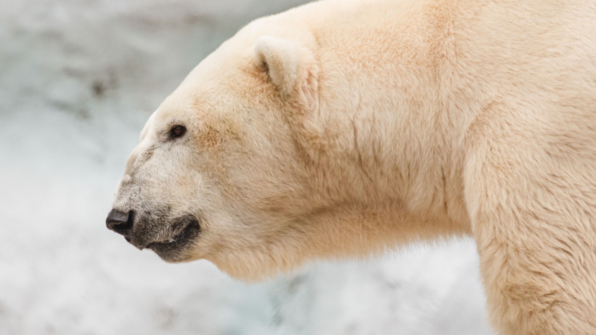 Marty the polar bear at Toledo Zoo dies due to kidney disease | 10tv.com