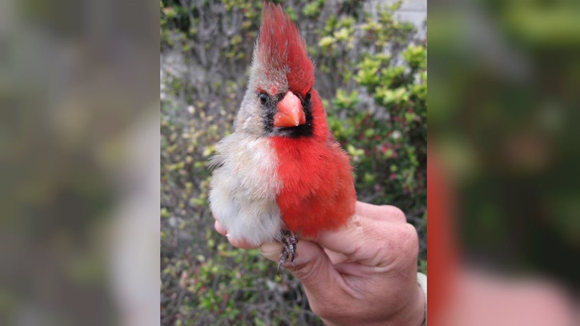 Cardinal  National Geographic