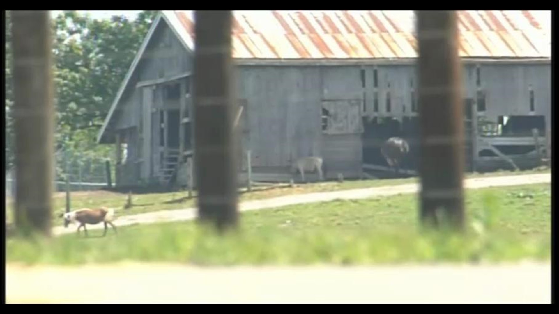 Horse Escapes Prompt Concerns About Zanesville Exotic Animal Farm