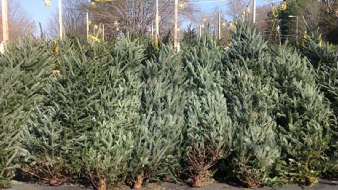 Ankeny Christmas Tree Pickup 2022 Where You Can Recycle Your Christmas Tree In Central Iowa | Weareiowa.com