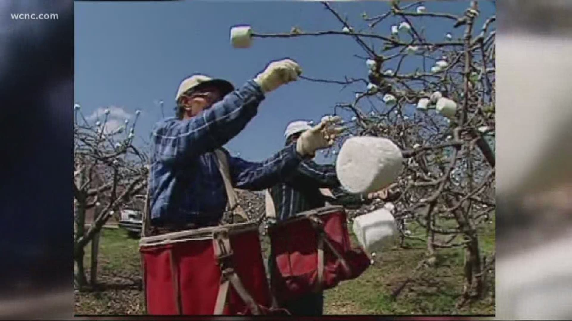 Even though the weather in Charlotte has been crazy, don't worry. Larry Sprinkle says the marshmallow crop is doing just fine.