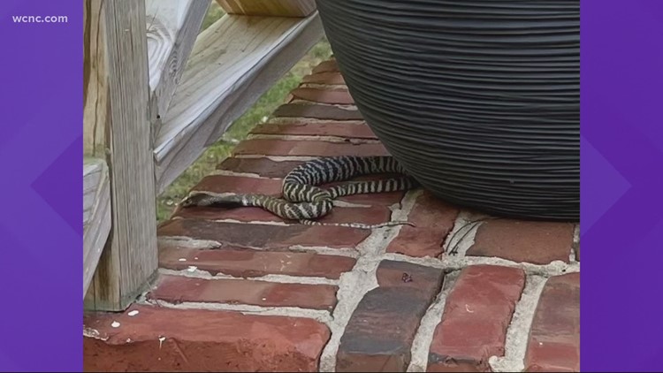 Missing snake spotted by TV reporter; police and animal control at the scene