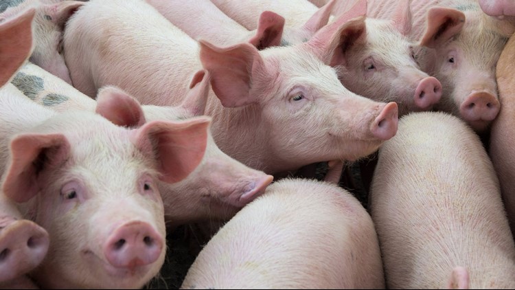 USDA takes action against Greenback butcher after inspector witnesses inhumane pig slaughter