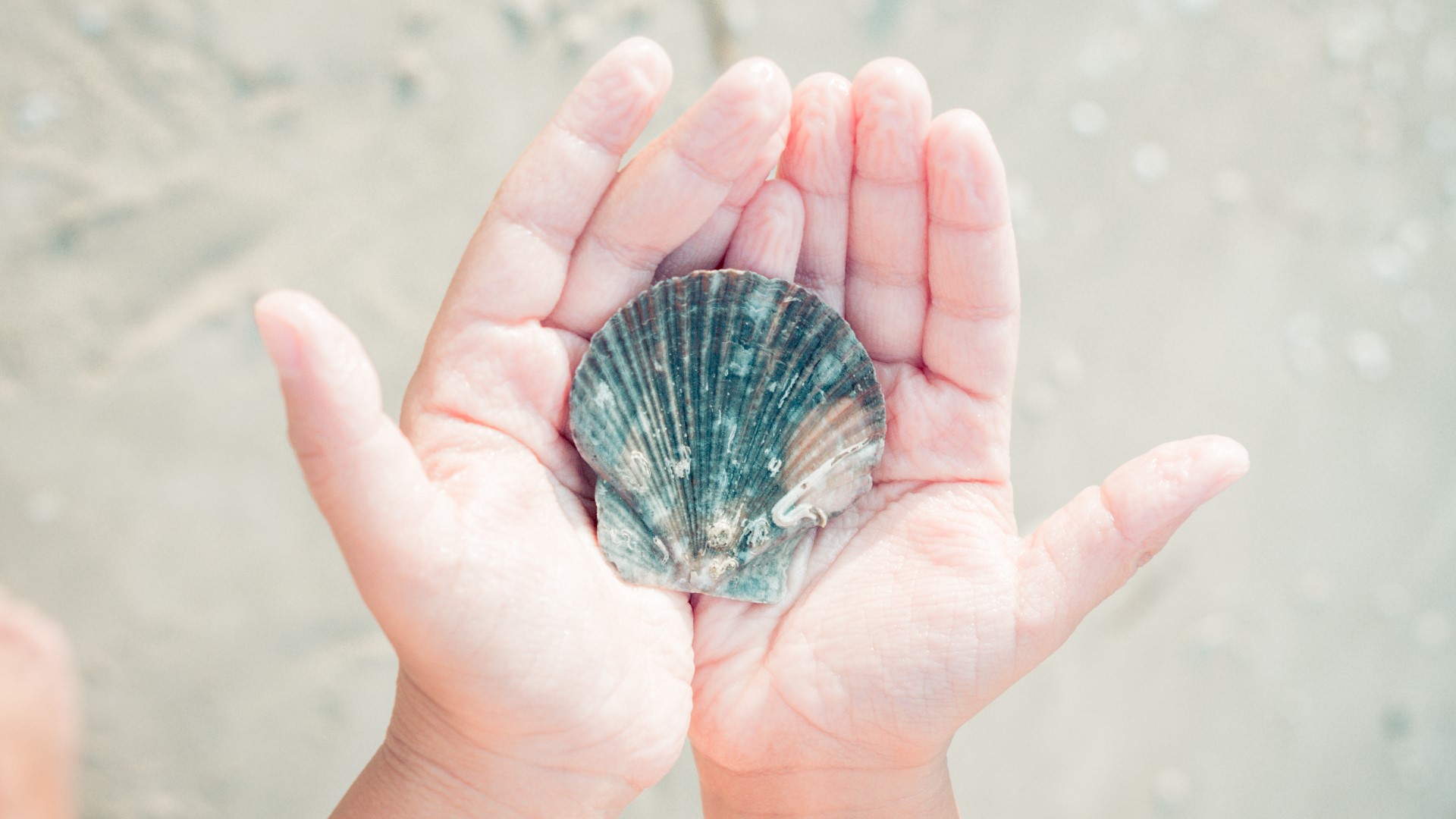 You may want to steer clear of buying shells at souvenir shops this summer as it could be doing more harm than good.
