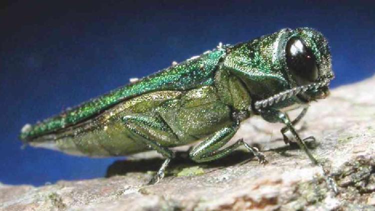 Have an emerald ash borer infestitation? Here's how to treat your tree