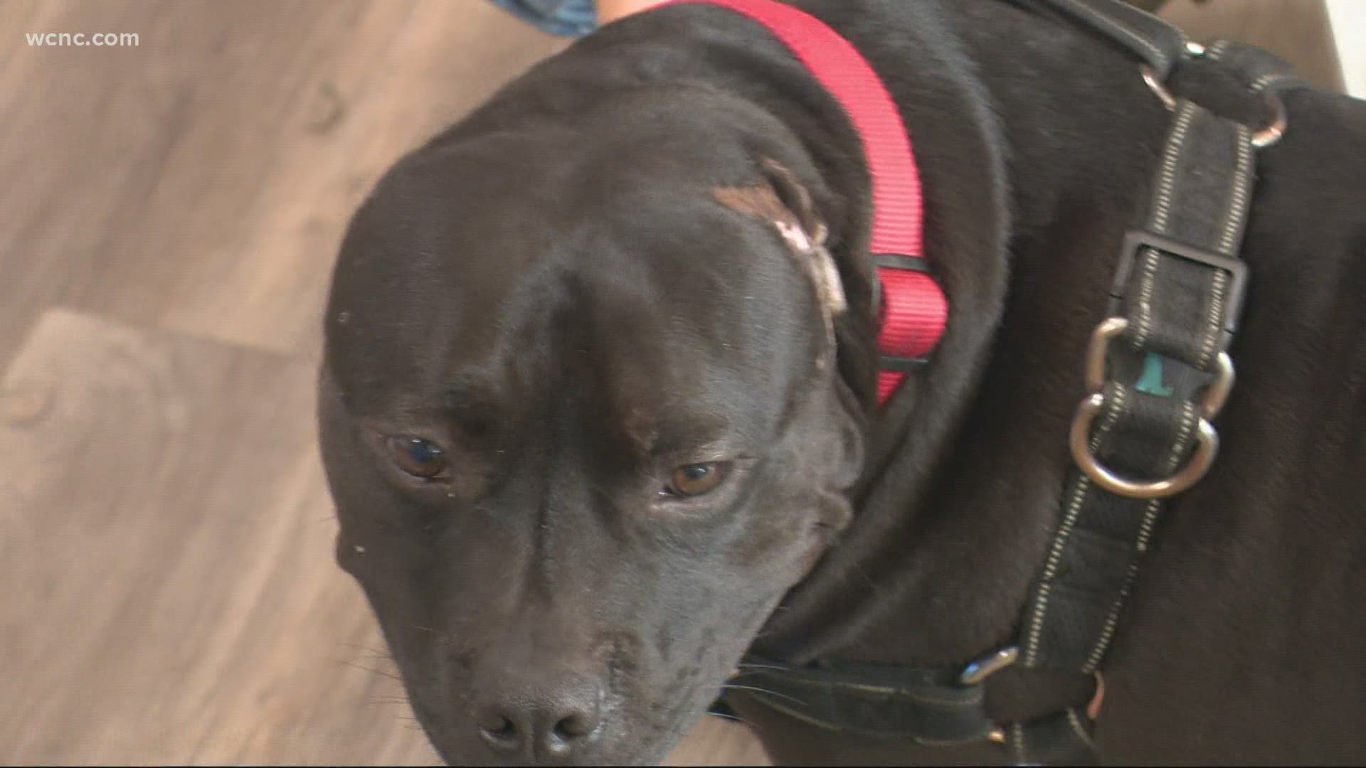 A dog who was likely used as a bait dog in South Carolina came back to say hello to the people who saved his life!