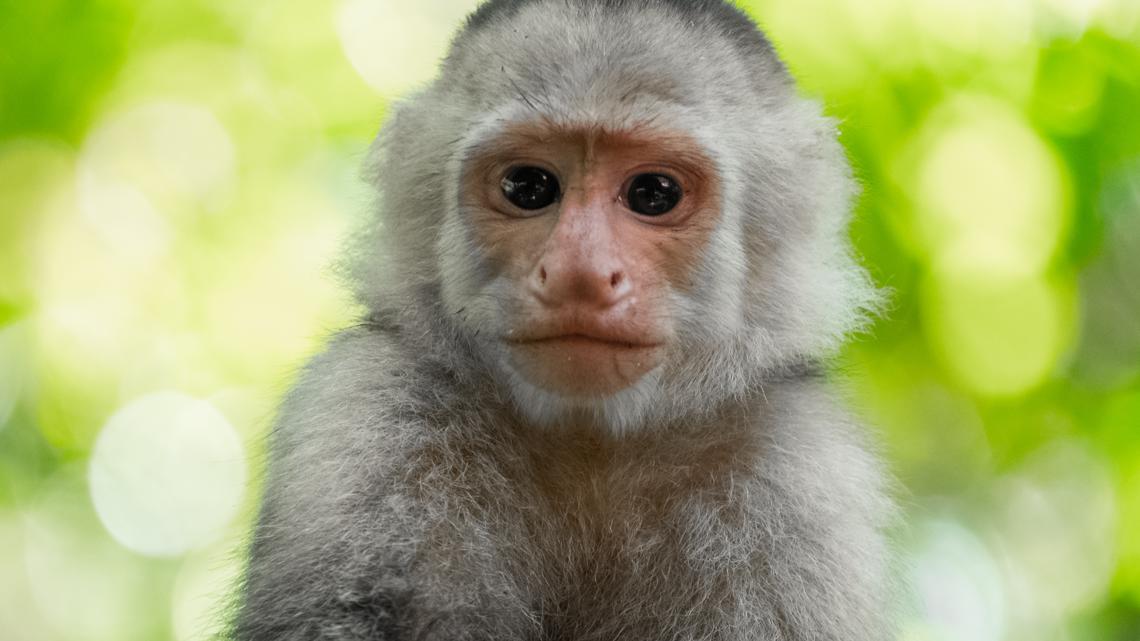2 people arrested after police find baby monkeys hidden in underwear