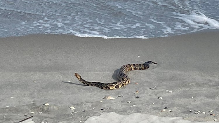Snake believed to be timber rattler slithers along shore of Myrtle Beach