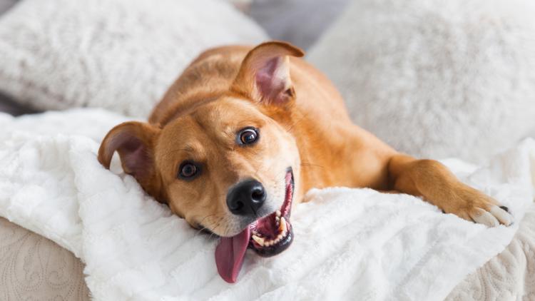 Should you let pets sleep next to you? (Does it even matter what the experts say?)
