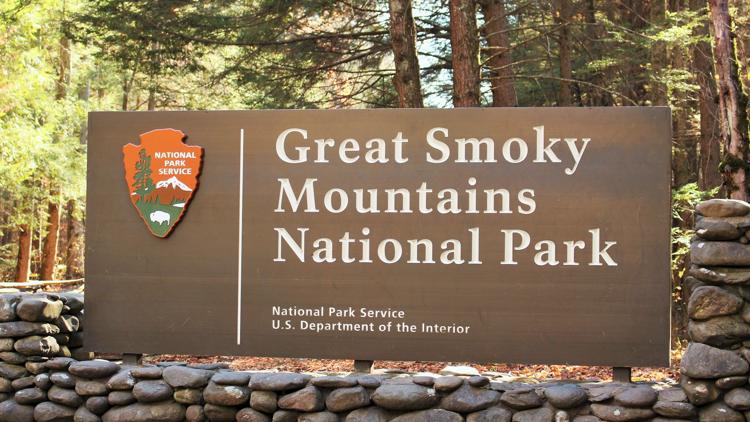 33 dead vultures found dumped on Great Smoky Mountains parkway