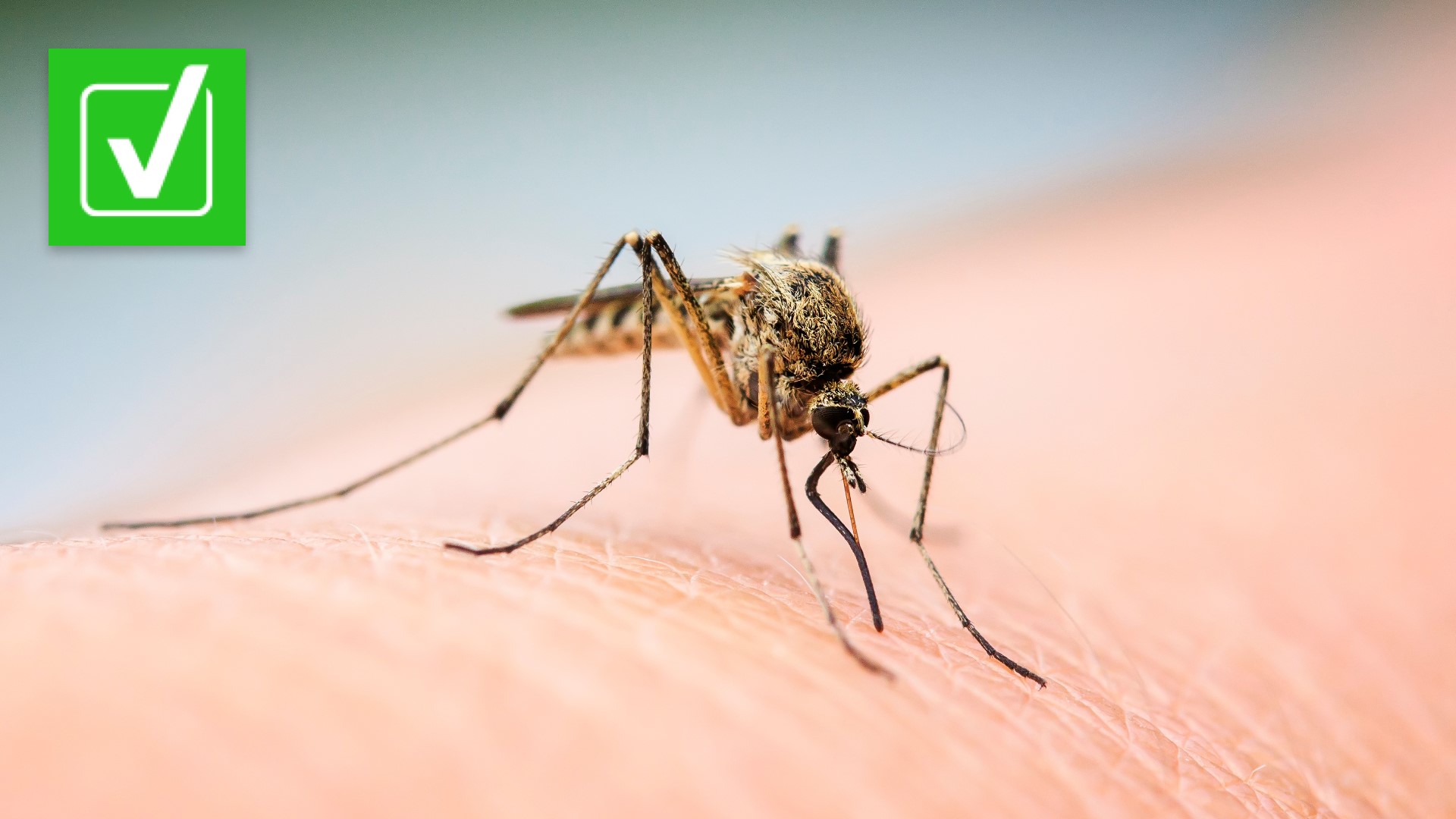 No one likes being bitten by mosquitoes. But a new study may show why they're so attracted to humans.