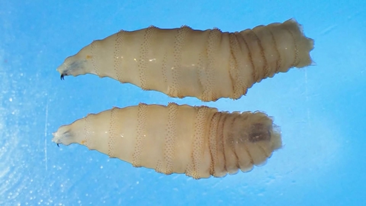 New World screwworms resurface, leading to increased monitoring in North Carolina livestock